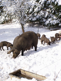 viande porc bio toulouse