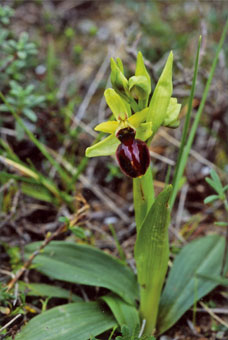 Ophrys en forme d'araignée