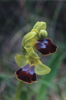 Orchidées sauvages