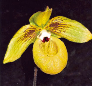 Orchidée exotique
