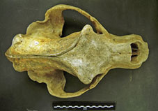 Calvarium ursus