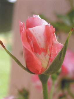 rose Calypso