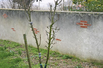 Les arbres fruitiers taillés en espalier comme ce poirier peuvent être plantés contre les murs de séparation