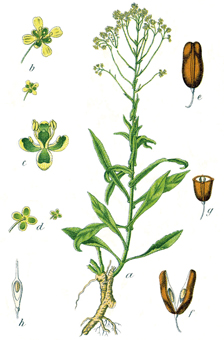Le pastel des teinturiers est une  plante bisannuelle de la famille des Brassicacées, très cultivée autrefois dans la région d'Albi (81), Carcassonne (11) et Toulouse (31) pour la production d'une teinture bleue, le pastel. Son nom scientifique est : Isatis tinctoria L.