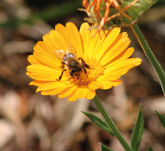 l'abeille peut butiner jusqu'à 700 fleurs par jour