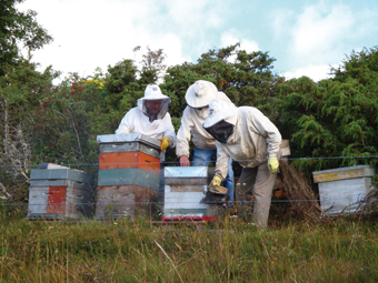 les apiculteurs en pleine récolte de miel