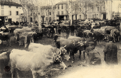 Boulevard de la République un jour de marché à Revel il y a quelques années. On y négociait le bétail de ferme : bœufs, vaches, veaux, moutons, porcs et animaux de basse-cour.