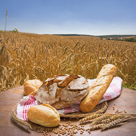 Dans le Lauragais, on expérimente la farine de blé dur pour la panification. Son grain très riche en protéine pourrait ouvrir de nouveaux débouchés aux producteurs comme aux minoteries. 