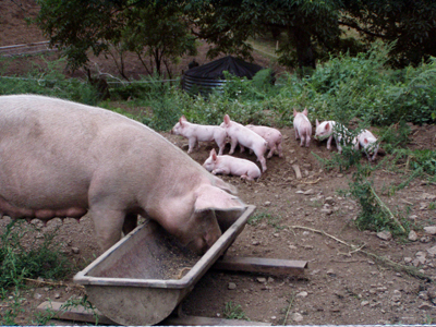 Béziers, direct producteurs bio : boeuf, veau, porc, volaille