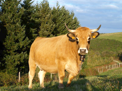 Montpellier, direct producteur bio : boeuf, veau, porc, volaille